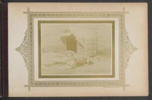 [Fotografie einen Haushundes vor einer Hundehütte]