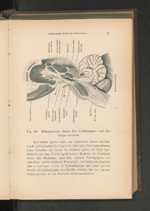 Fig. 58. Schrägschnitt durch den Gehirnstamm und das Corpus striatum.