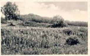 Landschaft beim Kneippkurort Berggießhübel