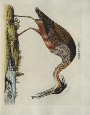 Tabvla XXIX.