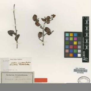 Coccoloba geniculata Lindau [type]