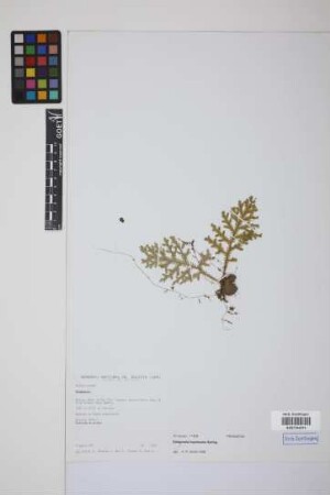 Selaginella haenkeana Spring