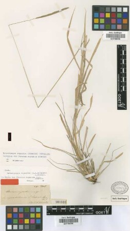Ctenium rupestre J.A.Schmidt [isotype]