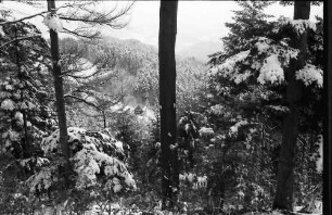 Attental: Durch verschneiten Wald auf Haus im Tal