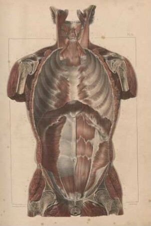 Vertikaler Schnitt des Torso, Ansicht der Muskeln der vorderen Schicht von hinten