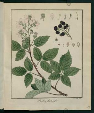 13r, Rubus fruticosus