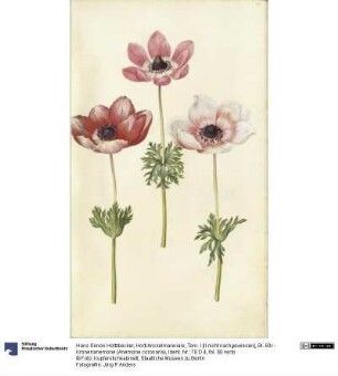 Horti Anckelmanniani, Tom. I [II nicht nachgewiesen], Bl. 60r - Kronenanemone (Anemone coronaria)