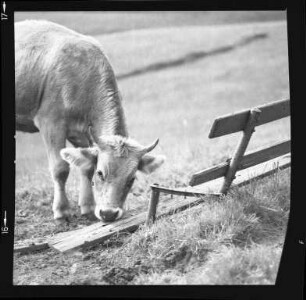 Rind auf der Weide