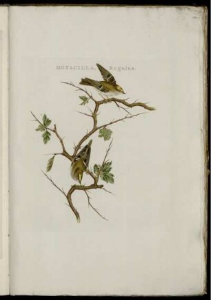 Motacilla, Regulus. [bis] Anas Ferina, Fæmina.