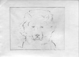 Chinesischer Hund. Kohlezeichnung (1948; E. Richter)