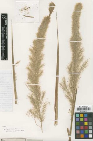 Saccharum alopecurus Nees [Isosyntype]