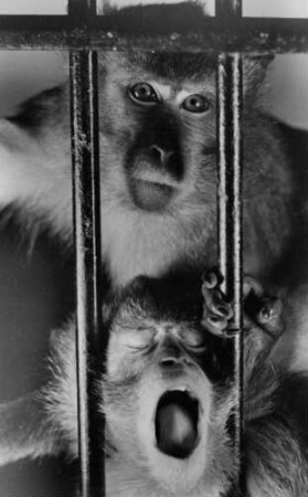 Hamburg-Stellingen. Tierpark Hagenbeck. Affen in ihrem Gehege. Sie zeigen zum einen Ergebenheit und zum anderen Protest