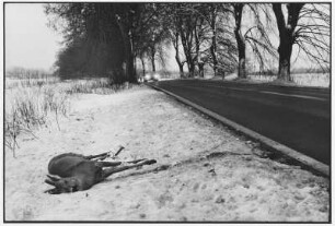 Deutschland. Totes Reh am Straßenrand einer Allee