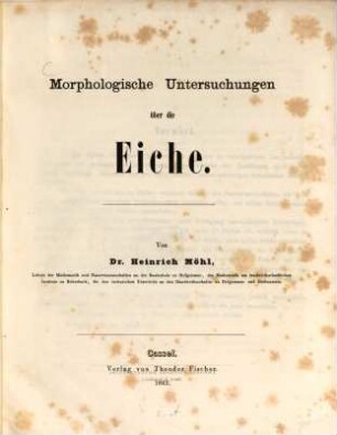 Morphologische Untersuchungen über die Eiche