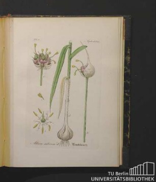 Asphodeleae. Allium sativum L. Knoblauch.