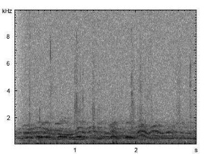 Haushund | Canis lupus f. familiaris - Heulen