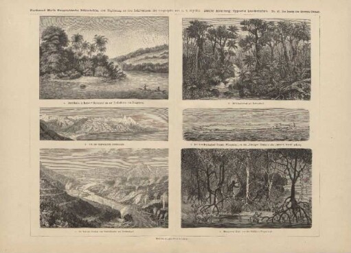 d. Waldlandschaft auf Neuseeland