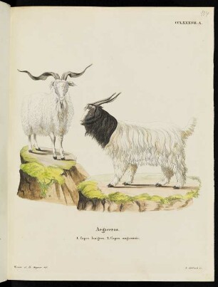 CCLXXXVII. A. Aegoceros. 1. Capra lanigera. 2. Capra angorensis.