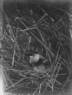 Zwergdommel : Zwergdommel (Ixobrychus minutus Linnaeus), adulter Vogel und Jungvogel im Nest.