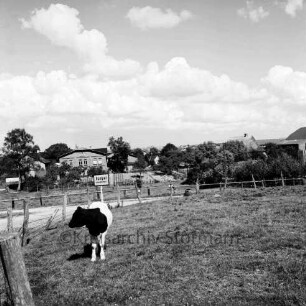 Tremsbütteler Weg / Dorfstraße mit Kopfsteinpflaster: Ortseingang mit Ortsschild: im Vordergrund Weide mit Kuh: im Hintergrund Bauernhäuser und Bäume