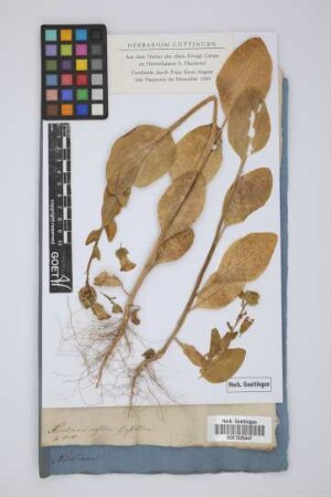 Nicotiana rustica B asiatica