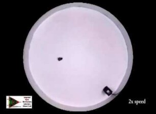 Automated steering of roach biobot towards a sound source localized by microphone array