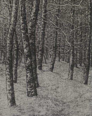 Schnee im Birkenwald