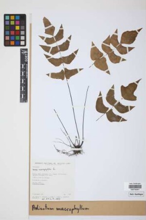 Adiantum macrophyllum Sw.