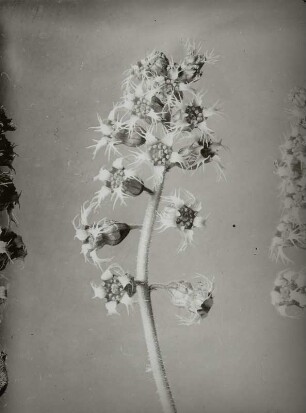 Blütenstand der Falschen Alraunenwurzel (Tellima grandiflora)