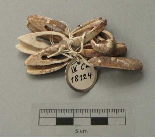 Schneckengehäuse als Schmuck (?)