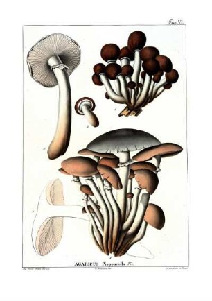 Tav. VI. Agaricus Piopparello Viv.