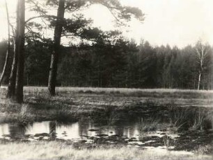 Torgauer Land. In der Annaburger Heide