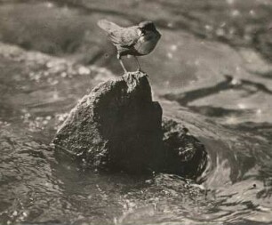 Wasseramsel (Cinclus cinclus L. ) auf einem Stein, schreiend