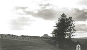 Sächsische Schweiz. Ebenheit an der Berthelthöhe bei Krippen. Aufforstungsfläche gegen Lilienstein (Westnordwest)