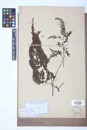 Adiantum fulvum Raoul