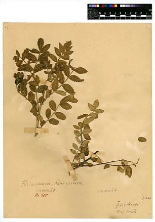 Anacardiaceae Rhus coriaria Linné, Carl von (1707 - 1778) [Gebel Hoscha]