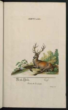 Ceruus nobilis. Der edele Hirsch. Cerf. Familia II. Zweyhufig