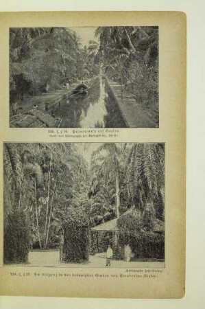 Palmenwald auf Ceylon
