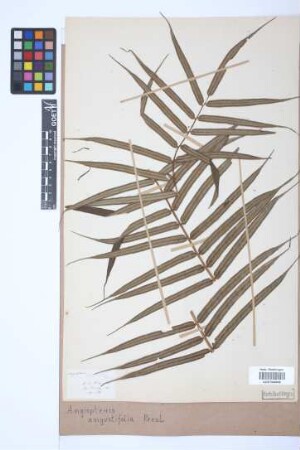 Angiopteris angustifolia C.Presl