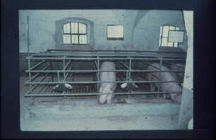 Fotografie: Sauenhaltung, Kastenstand, Spaltenboden