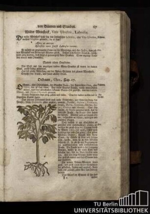 Cap. 17. Oelbaum, Olea.