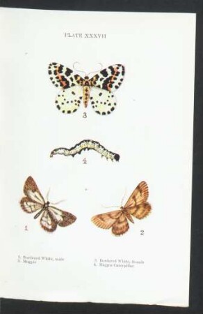 Plate XXXVII