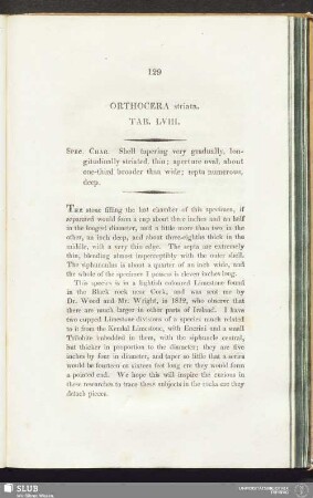 Orthocera striata. Tab. LVIII
