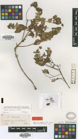 Stevia fruticosa Griseb. [holotype]