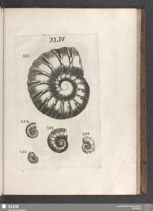 XLIV