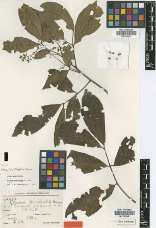Guarea steinbachii Harms [isotype]