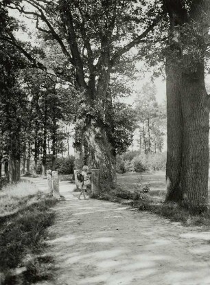 Golenz, Eichenallee zum Schlosspark Gaußig