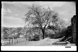 Blick auf Rathen
