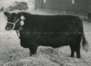 Preisgekrönte Aberdeen Angus-Färse auf der Smithfield Fat Stock Show in London (England)