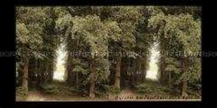 Blick durch den Wald, am Forsthaus, auf den Ukleisee, Eutin